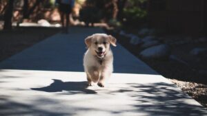 Clean Puppy running forward