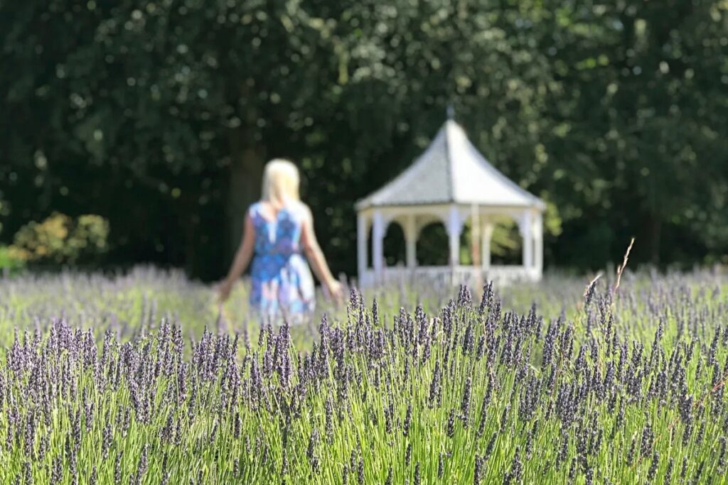 A lavender field with a woman walking through it
