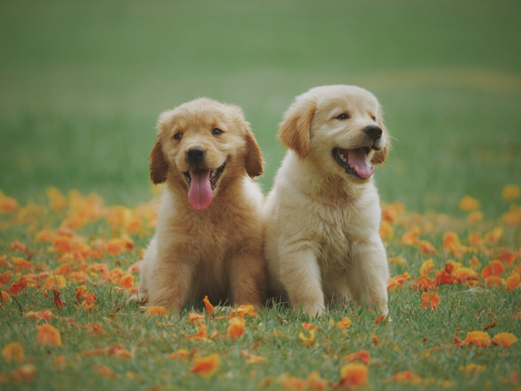Two golden retriever puppies frolicking in a field of orange flowers, creating a fur-tastic scene of perfect pet harmony.