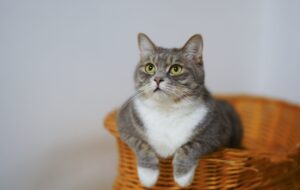 Must-Know Tips for a Fur-tastic Family Life with a Cat sitting in a wicker basket.