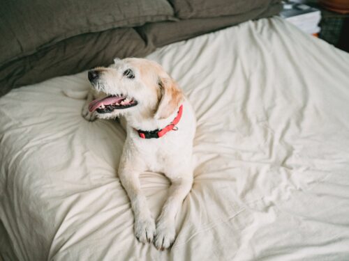 A dog in a hybrid setup lying on a bed with a red collar, suitable for people who work and need proper dog care.
